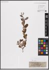 Foto von Salix aurita L.